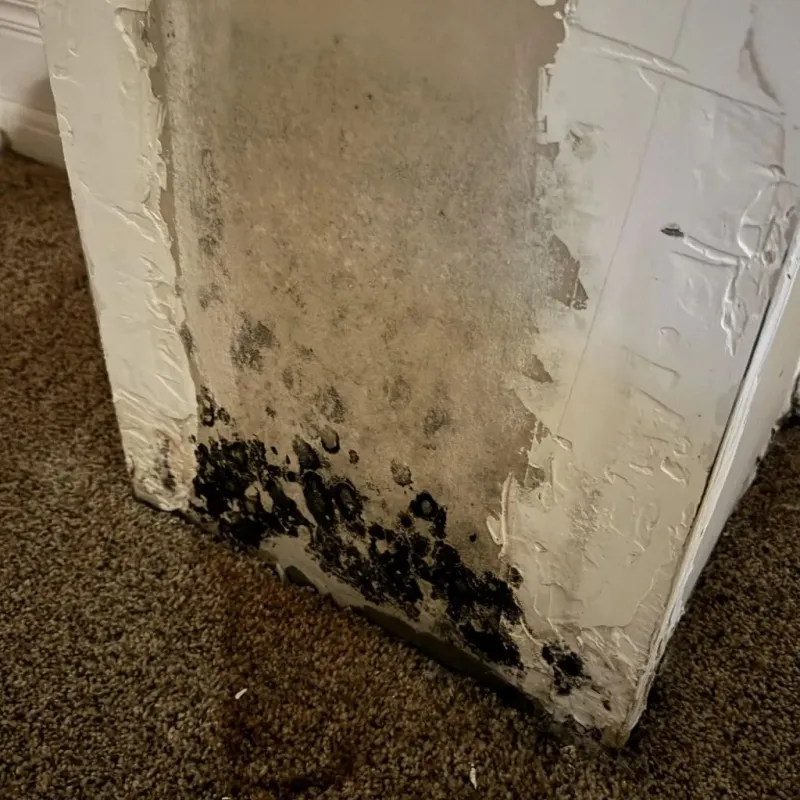 Professional Mold Removal in Johnson County, IN